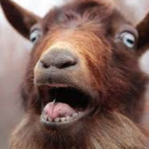 Meet your Posher, Fayth